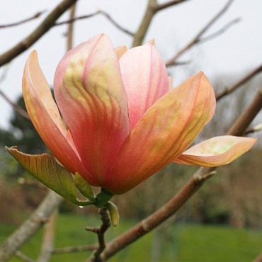 Абр бренди 3